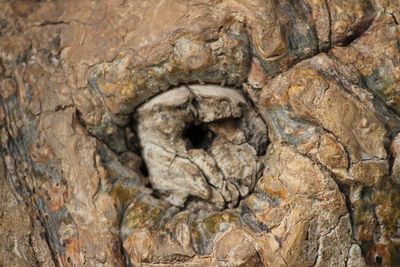 Close-up of bird on rock