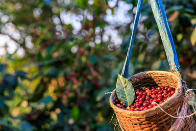 Red coffee beans in basket and natural farm background selective focus