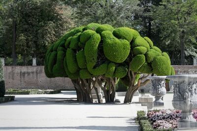 Plants growing against trees