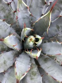 Full frame shot of succulent plant