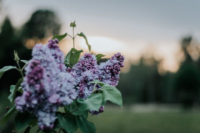 Close-up of purple flowering plant