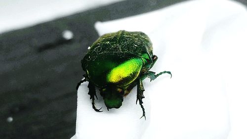 Close-up of fly