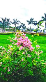 Close-up of pink flowers blooming in park