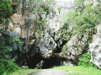 View of trees growing on rock