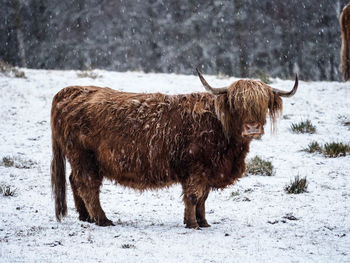 Highland cattle standing on snow covered field