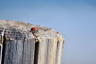 Close-up of ladybug perching on wooden post