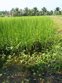 Scenic view of agricultural field