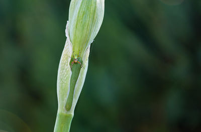 Close-up of ant on leaf