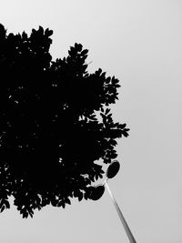 Low angle view of trees against clear sky