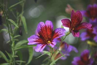 Close-up of purple flowering plant