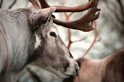 Close-up of a reindeer 