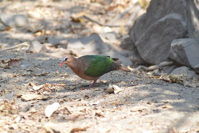 Close-up of bird perching on rock