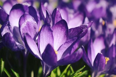 Close-up of purple crocus flowers