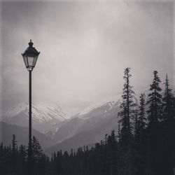 Street light and trees against sky