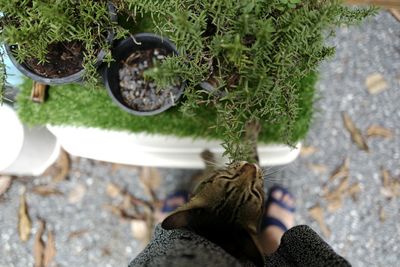 Low section of woman standing by plants