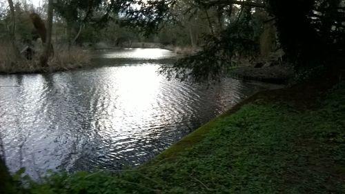 Scenic view of lake by trees