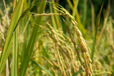 Close-up of stalks in field