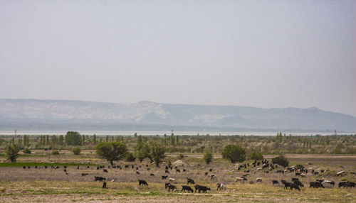 Flock of sheep grazing on field against sky