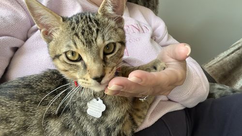 cat