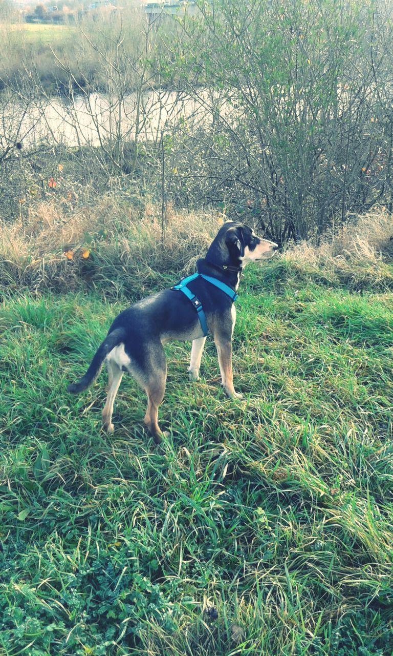 dog, domestic animals, pets, animal themes, mammal, one animal, grass, field, grassy, full length, running, pet collar, pet leash, green color, high angle view, standing, walking, day, outdoors, nature