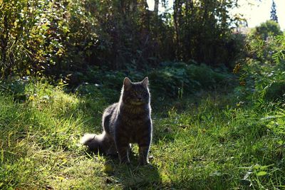 Cat sitting on grass