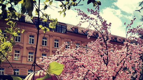 Low angle view of flowers on tree