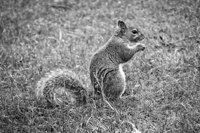 Side view of squirrel on field