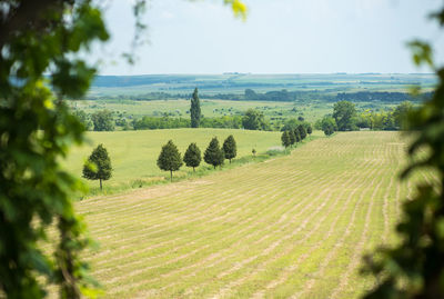 Scenic view of agricultural field against sky