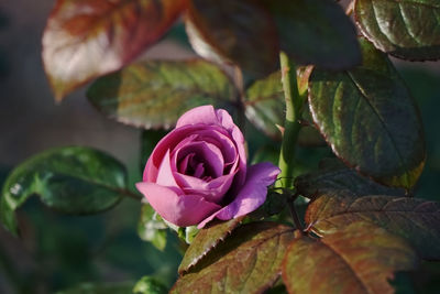 Close-up of pink rose