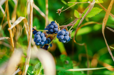 Close-up of grapes growing on plant