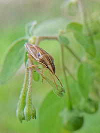 Close-up of insect on leaf