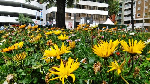 Yellow flowers blooming in city