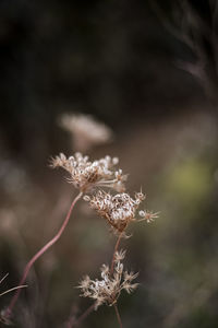 Close-up of wilted plant