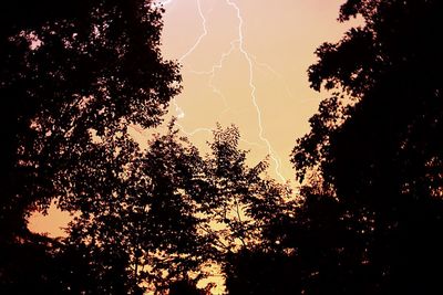 Low angle view of trees against sky