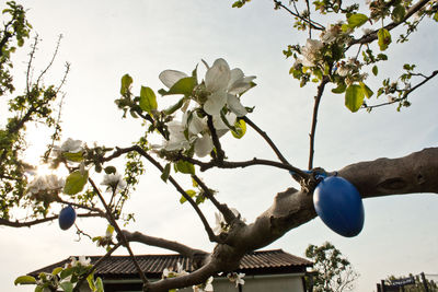 Low angle view of apple tree against sky