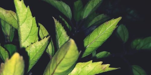 Close-up of green leaves