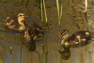 Duck swimming in a lake