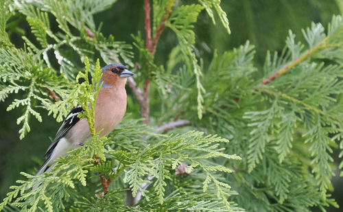 Close-up of bird perching on plant