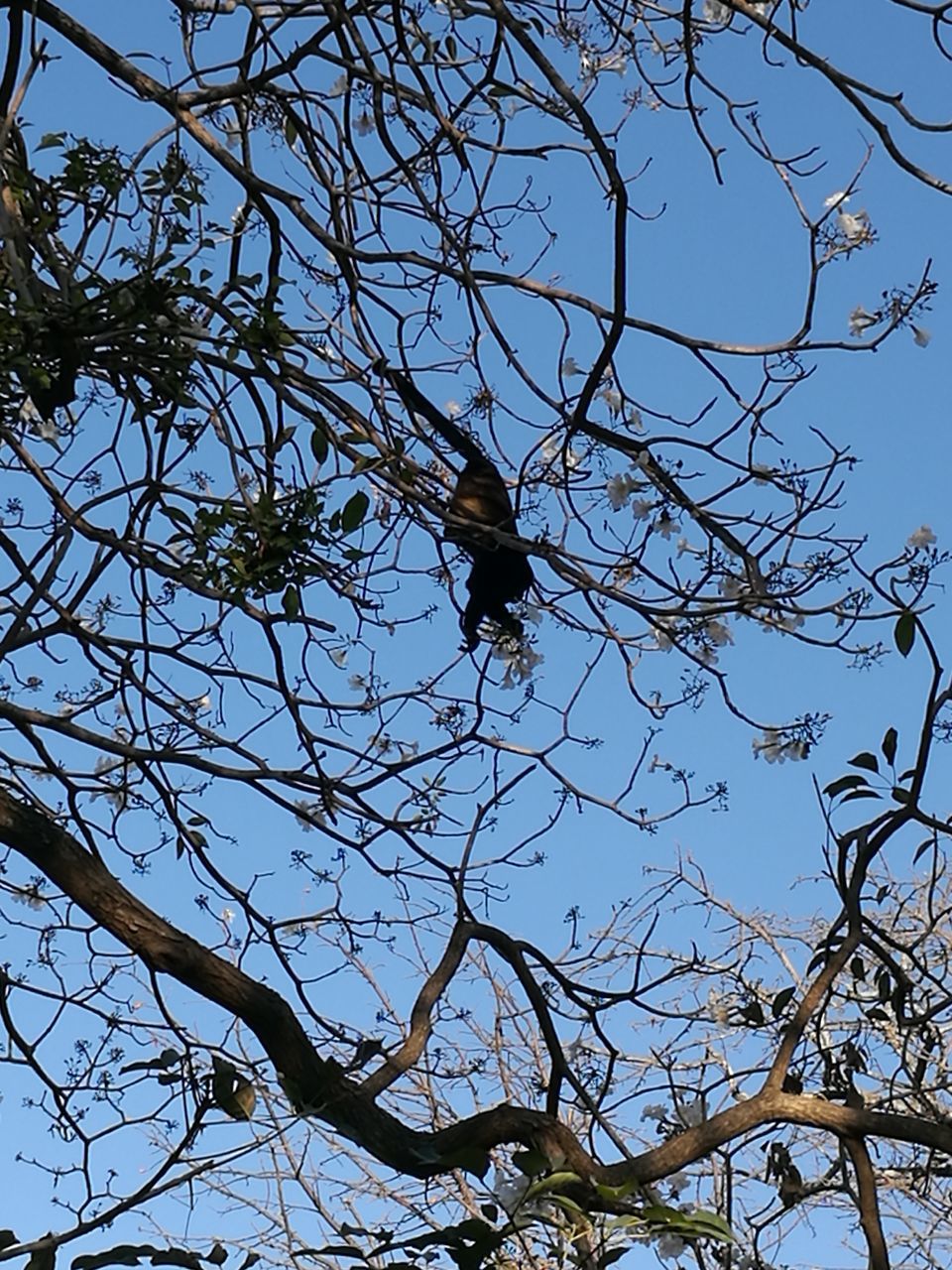 low angle view, bird, animal themes, animals in the wild, tree, one animal, branch, nature, animal wildlife, no people, outdoors, bare tree, sky, beauty in nature, day, perching