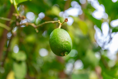 Close-up of fruit growing on tree