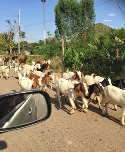 Flock of sheep on road