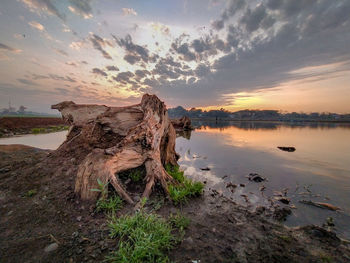 Driftwood on beach against sky during sunset