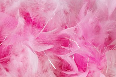 Close-up of pink feather