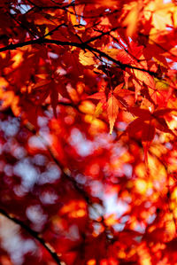 Close-up of maple leaves on tree