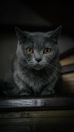 Close-up portrait of a cat