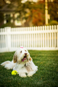 White dog with ball on grass