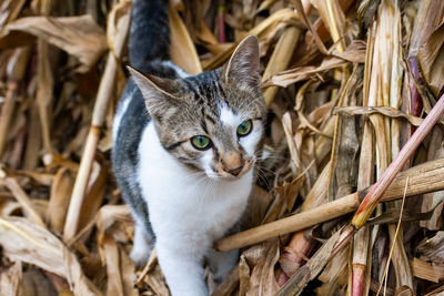 Portrait of cat by dry plants