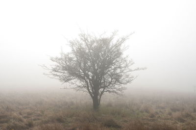 Bare tree on field against sky