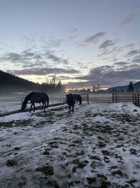 Horses grazing at sunset after an ice storm