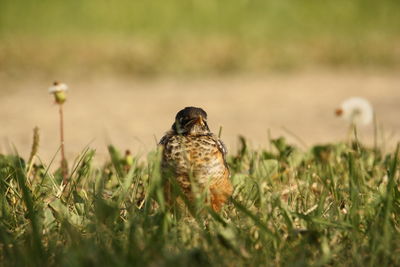 Bird perching on a field